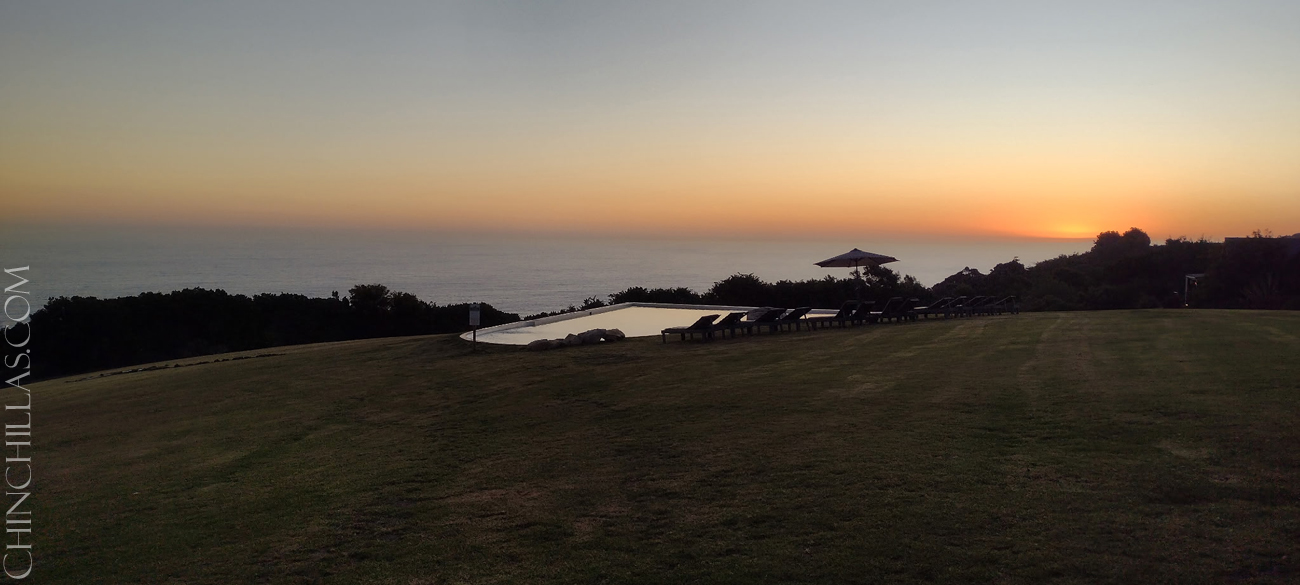 Violet chinchilla Mark Gillingham South Africa